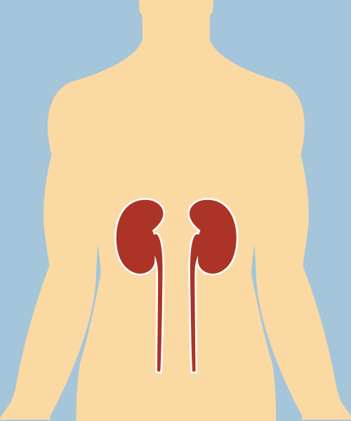 Kidney