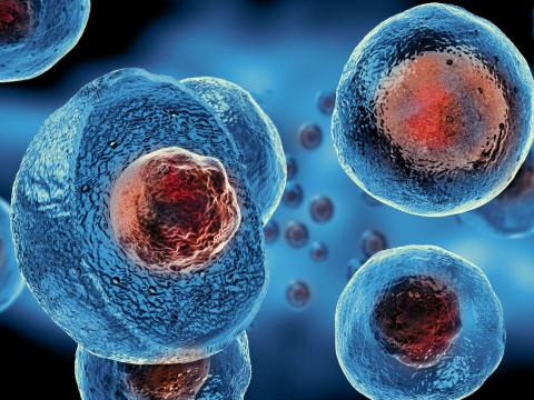 Stem cells