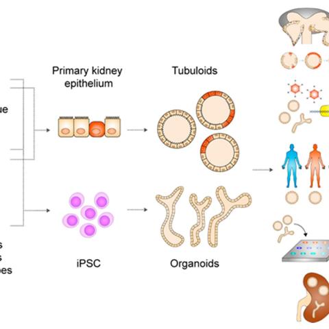 raphical abstract. Yousef Yengej, F.A