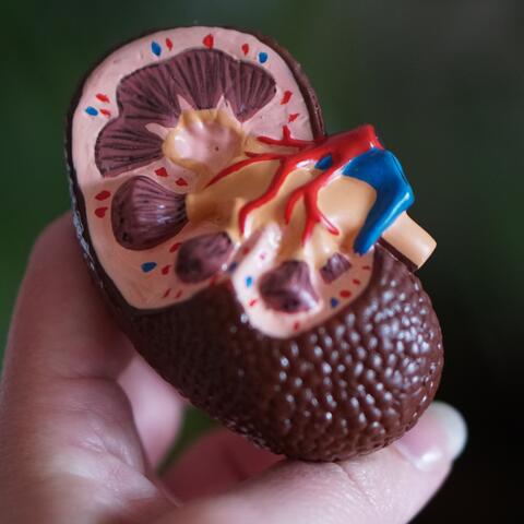 Biohybrid Kidney XB (Crossing Borders)